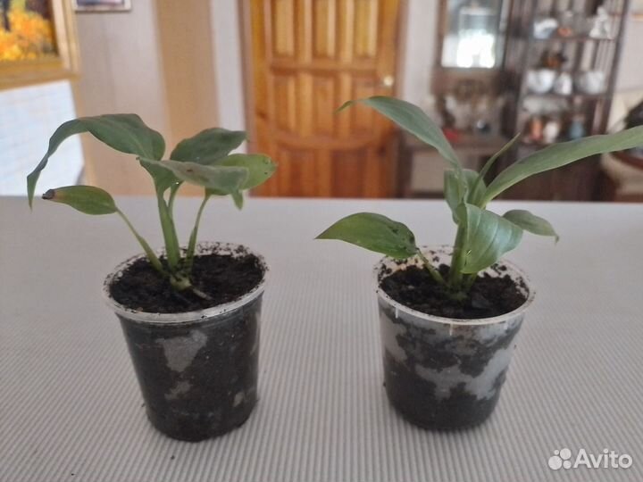 Спацефилум