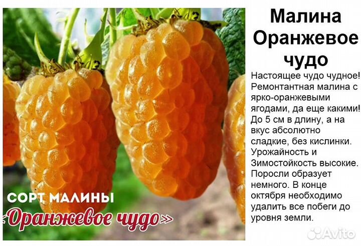 Плодовые Кустарники с доставкой - alena.park