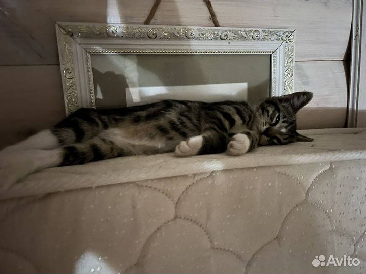 Котята в добрые руки даром