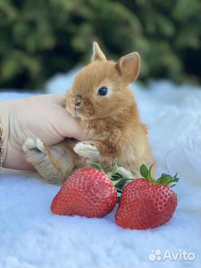 Элитные мини кролики