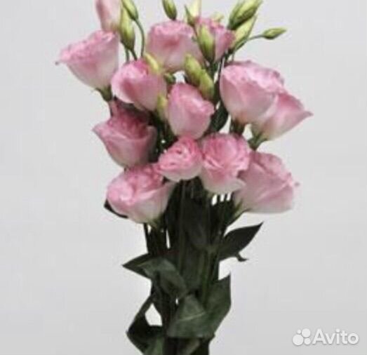 Семена эустомы крупноцветковой