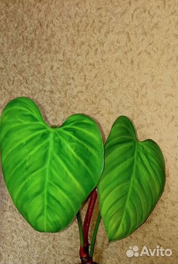 Филодендроны-Фуззи Патиоле,Ред андерсон и Эмиральд