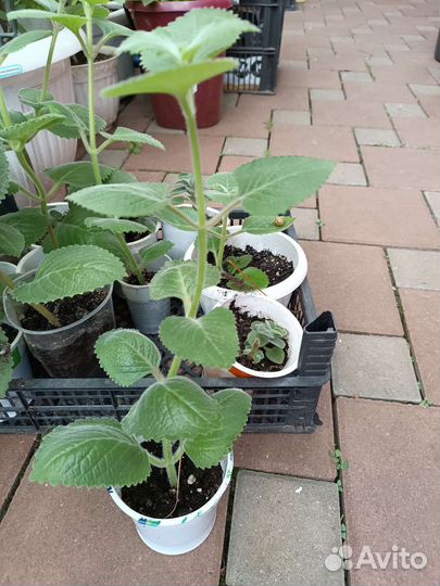 Плектрантус