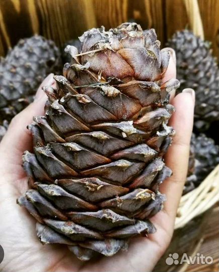 Набор Сибирский, Подарок таёжный