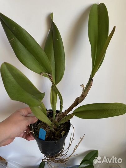 Каттлея темная ароматная