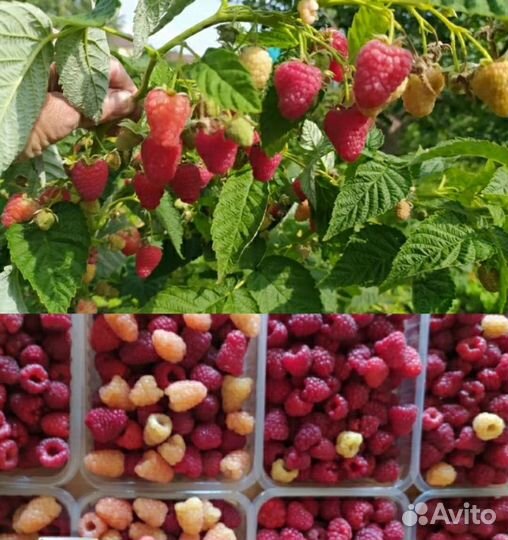 Ремонтантная малина