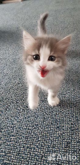 Кошки в добрые руки бесплатно