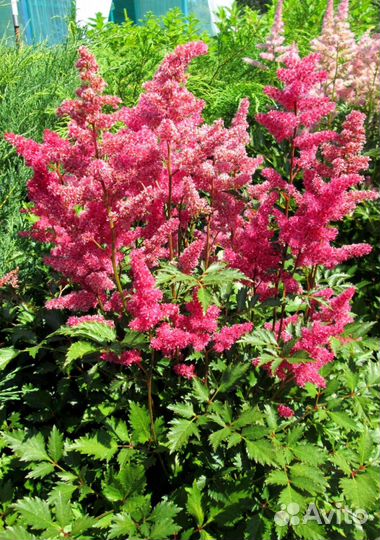 Астильба - Красивые сорта