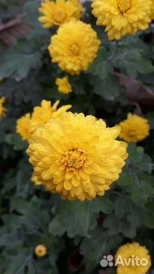 Дубки рассада