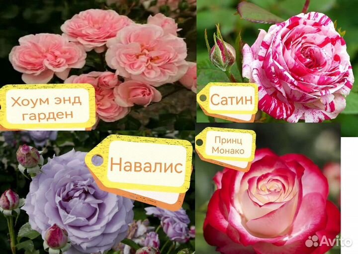 Розы садовые