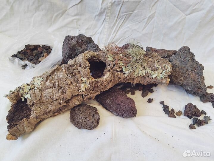 Коряга пробковый дуб