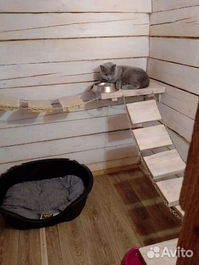 Гостиница для собак и кошек (передержка), зооняня