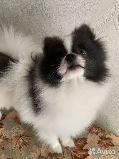 Померанский шпиц