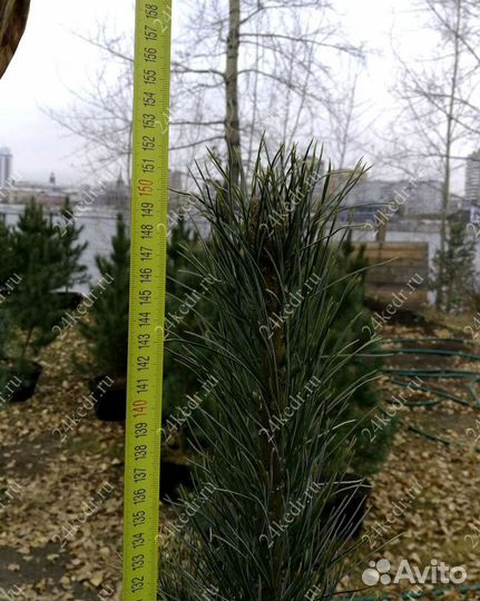 Саженцы сибирского кедра экстра класс