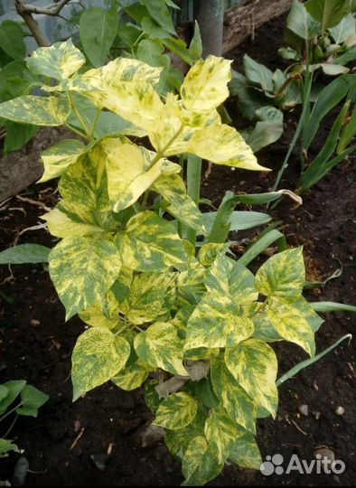 Сирень пестролистная 