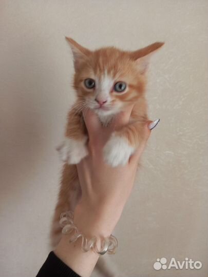 Котята мальчик и девочка