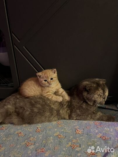 Рыжий котенок мальчик