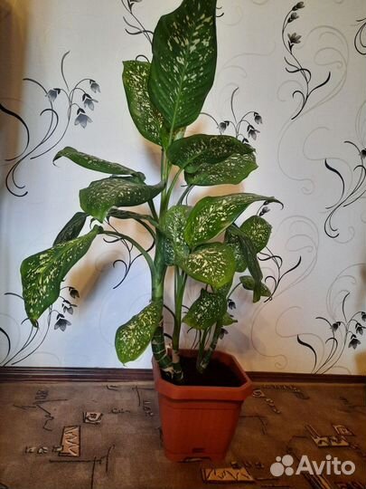 Комнатные цветы