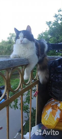 Кошка в дар бесплатно
