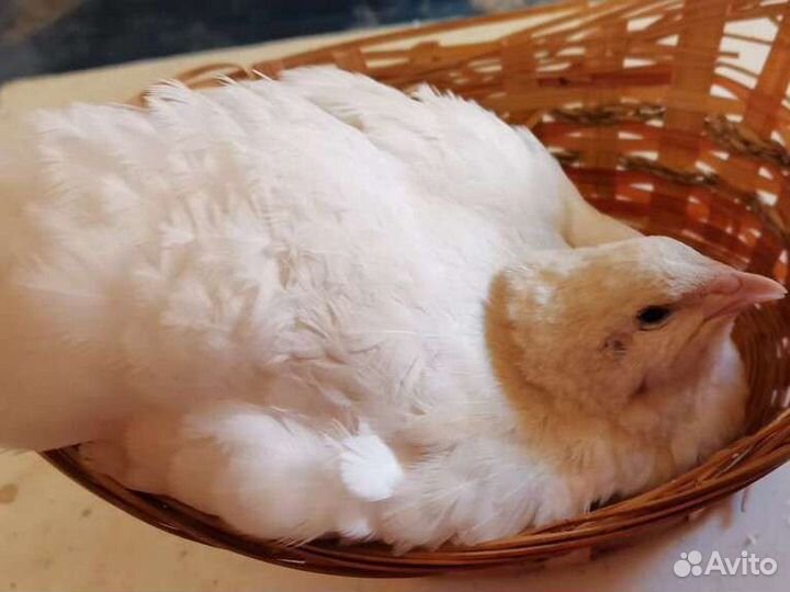 Инкубационное яйцо перепела