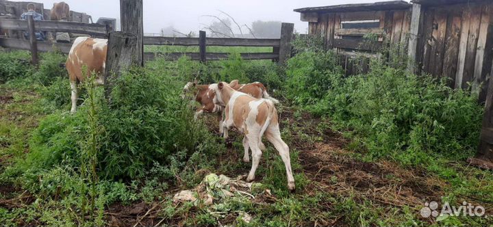 Корова с теленком