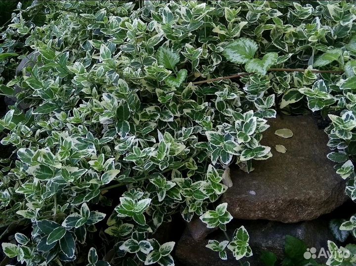 Декоративные кустарники и почвопокровники