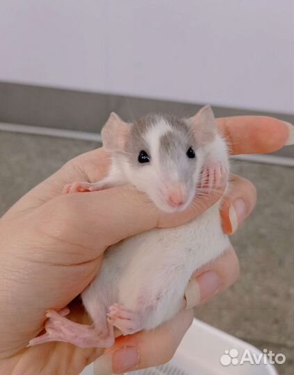 Крысята оптом и розница
