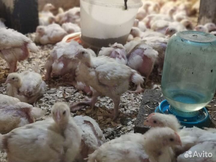 Молодняк цыплят бройлер Кобб 500 и Росс308