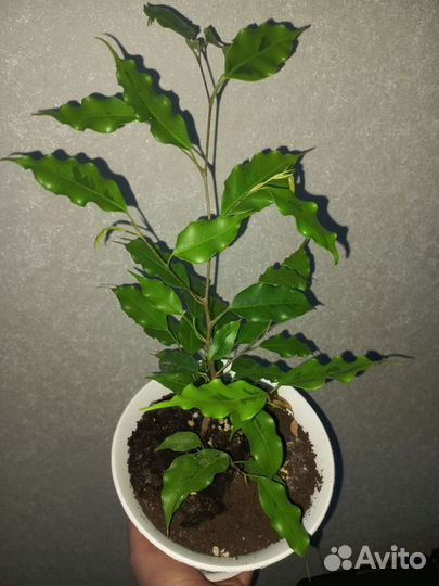 Продам горшечные цветы