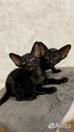 Котята породы Ориентал
