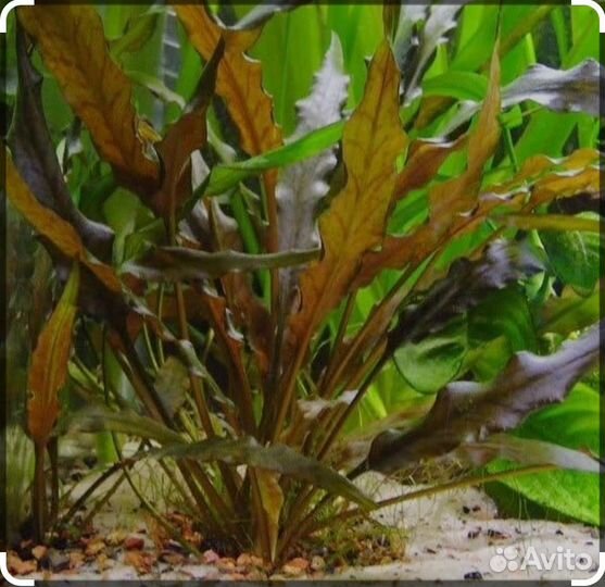 Аквариумное растение криптокорина