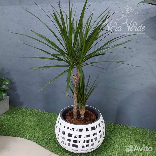 Драцена Комнатные растения Тюмень