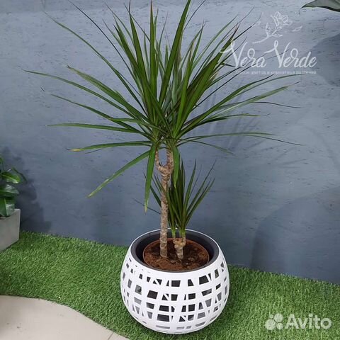 Драцена Комнатные растения Тюмень