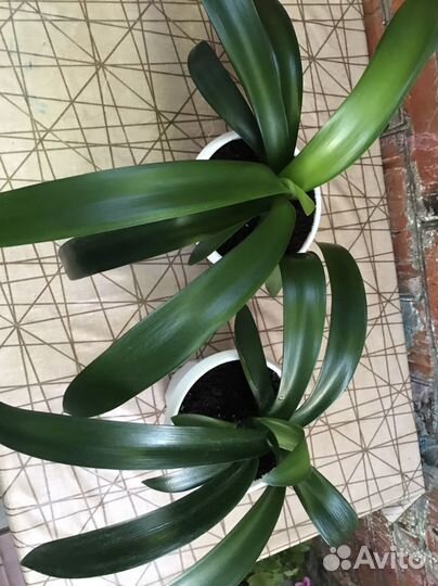 Кливия миниата