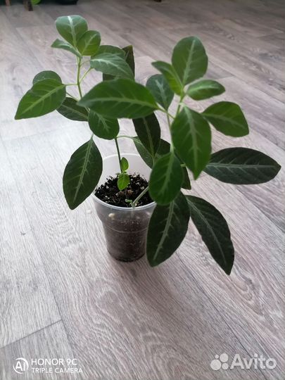 Ruellia Portellae