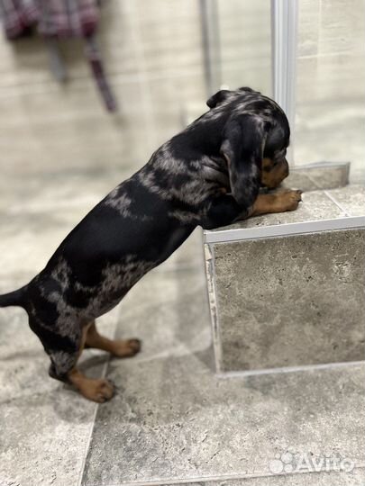 Такса вязка