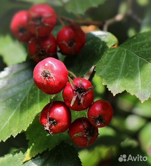 Боярышник плоды