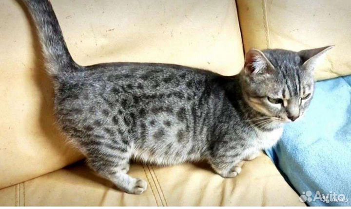 Манчкины коротколапики 1,5 мес Резервирование