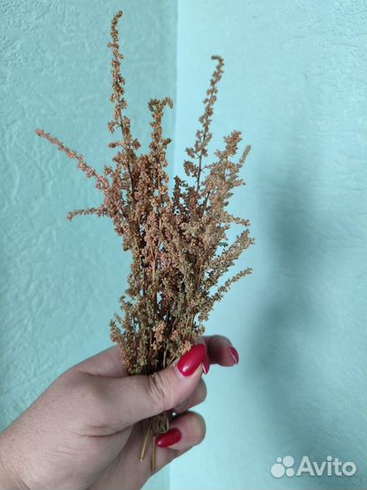 Сухоцветы