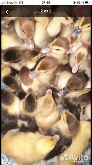 Мускусные утята