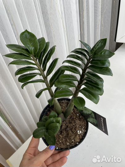 Замиокулькас зензи