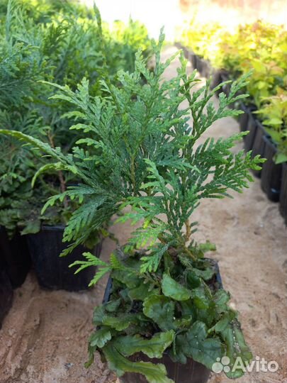 Саженцы туи Вудварди, Смарагд, кустарники