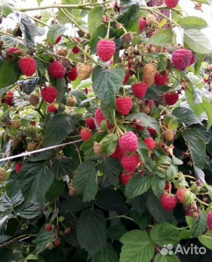 Малина сорт Дельнива, Маравила