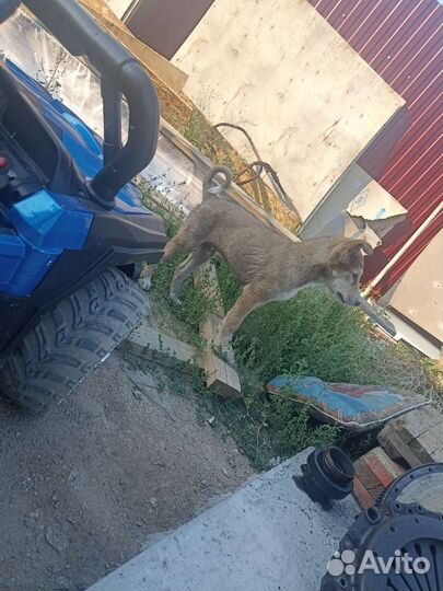 Собаки бесплатно