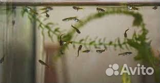 Мальки Гуппи