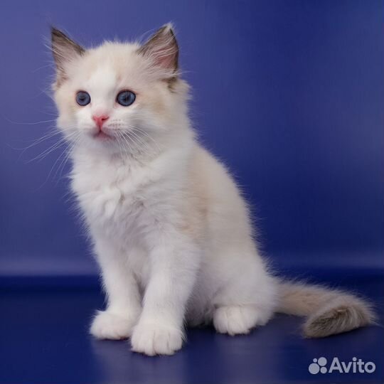 Рэгдолл-мальчик от питомника