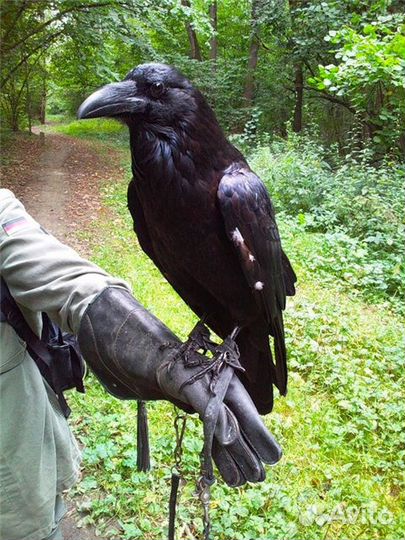 Вороны Чёрные ручные