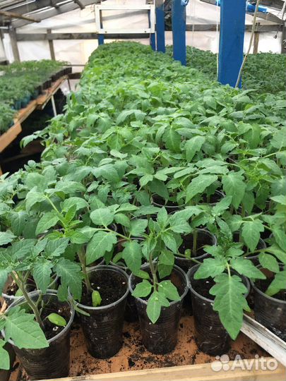 Рассада помидор