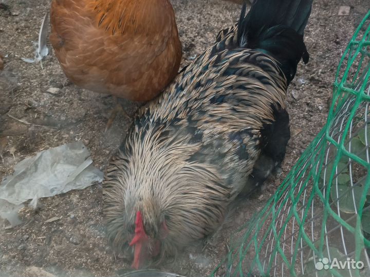 Продаются петушки