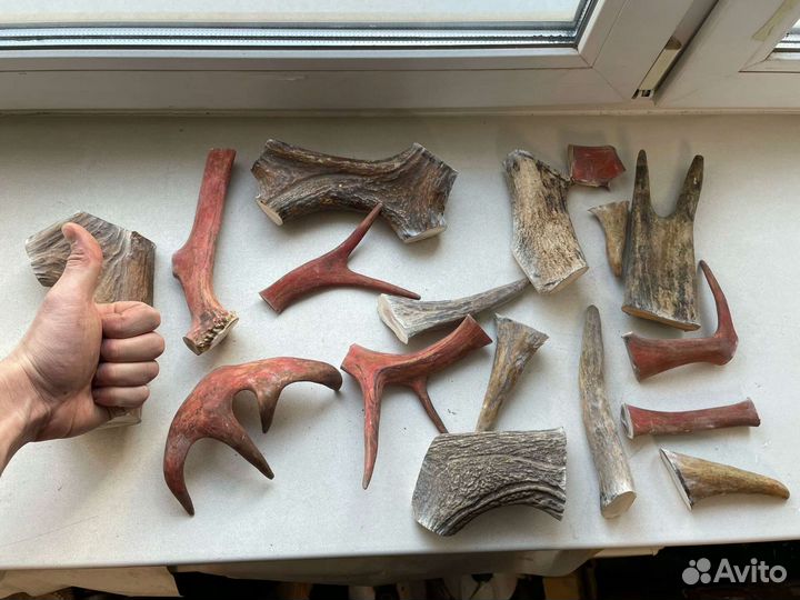 Рога оленя и лося для собак